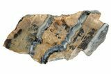 Mammoth Molar Slice with Case - South Carolina #230956-1